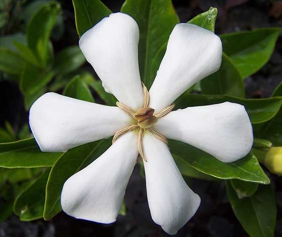 クチナシの挿し木適期は６ ７月 季節の花 イパネマおやじ イパネマおやじ ハーブとバラ 育てる楽しさは１株から心と風景が豊かになる夢の時間