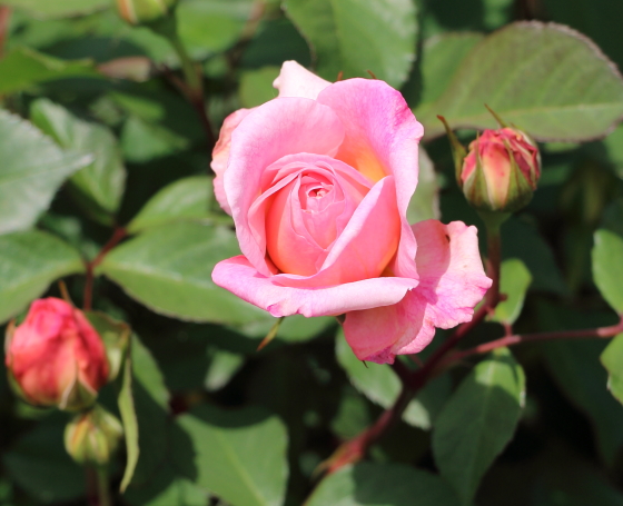 花径１０ｃｍ程の大輪咲きになる