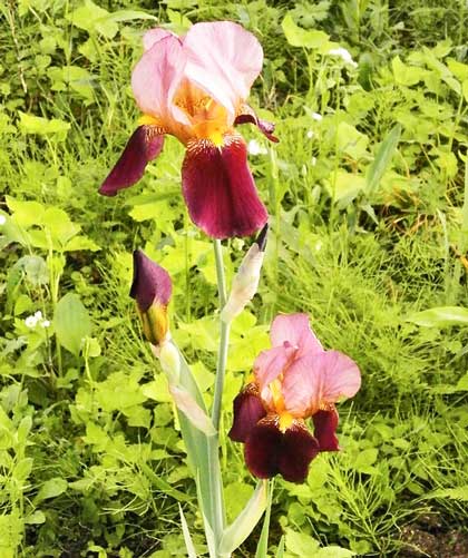 ジャーマンアイリスの苗の植え付け期８ １１月 季節の花 イパネマおやじ イパネマおやじ ハーブとバラ 育てる 楽しさは１株から心と風景が豊かになる夢の時間