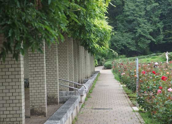 夏のバラ園風景