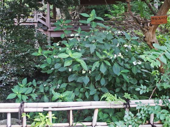 深大寺の境内の花木