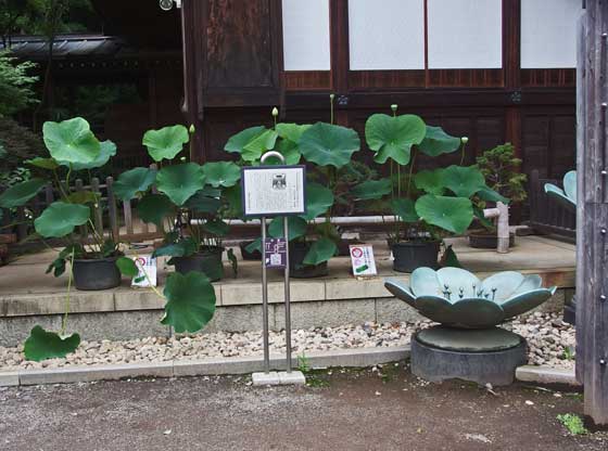 深大寺の境内　蓮