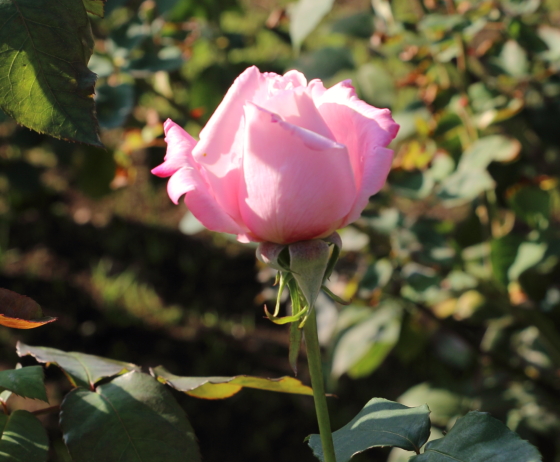 レディラックはダマスク系の芳香がある