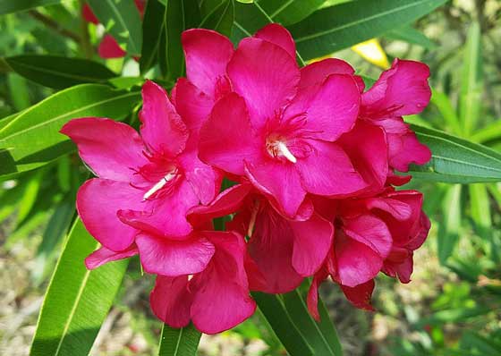 キョウチクトウは夏に開花する