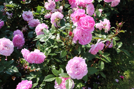 ボリュームのある花弁になる