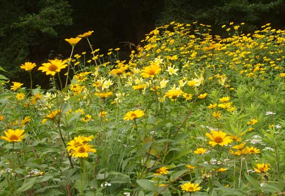 ルドベキアは夏から秋まで咲く花