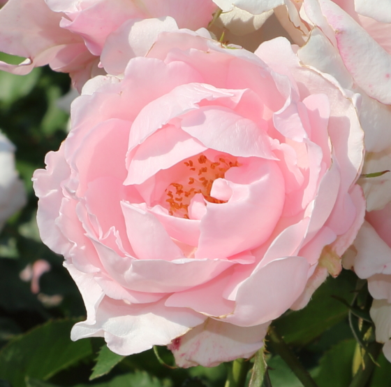 早春は桜のような花色のバラ