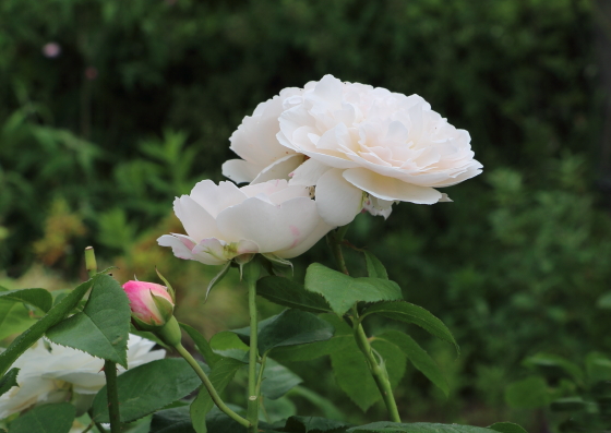 花径７ｃｍ程の中輪サイズ