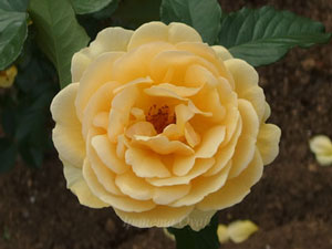 フロリバンダ系の黄色のバラ
