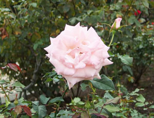 フロリバンダ系統のピンク色のバラ