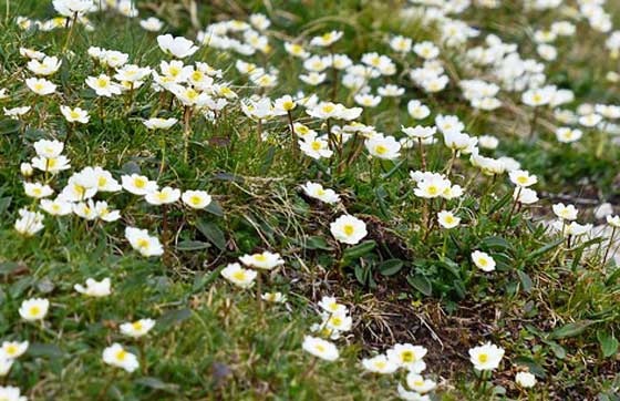 チョウノスケソウは高山植物