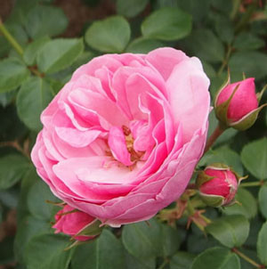 ポンポネッラは濃い桃色のバラ