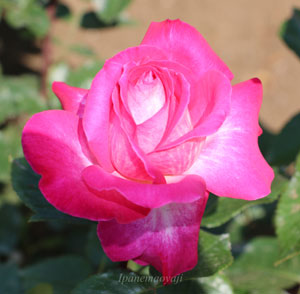 ローズピンク色のバラ