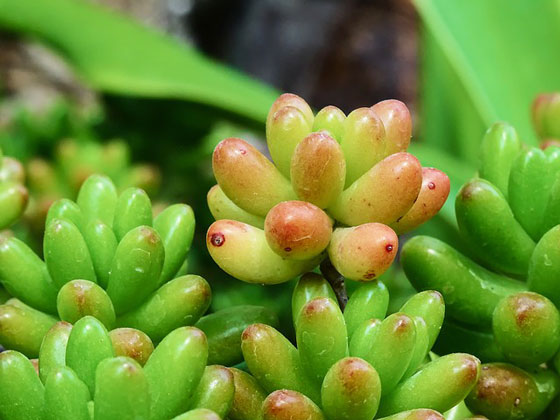 セダムは多肉植物です