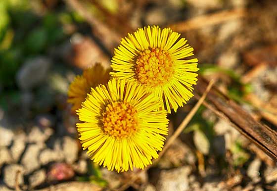 フキタンポポは生薬の款冬花の原料