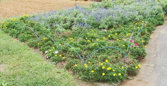 フルーツパークの草花