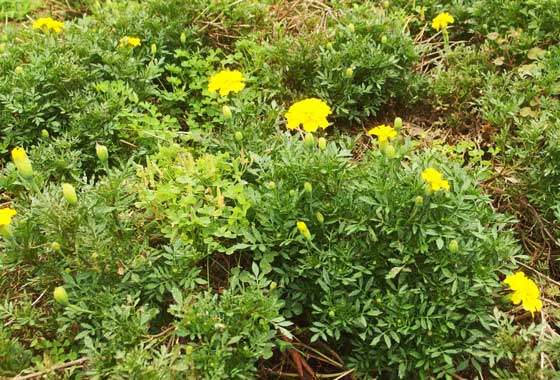 黄色の草花は草丈２０ｃｍ程