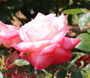 半剣弁高芯咲きの花形です