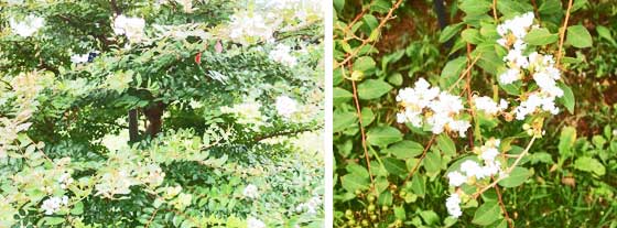 秋に咲く白いサルスベリ
