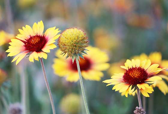 ガイラルディアは北米原産の花