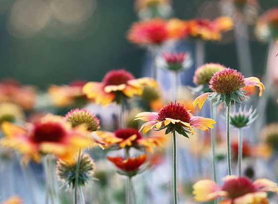 開花期は５月～６月