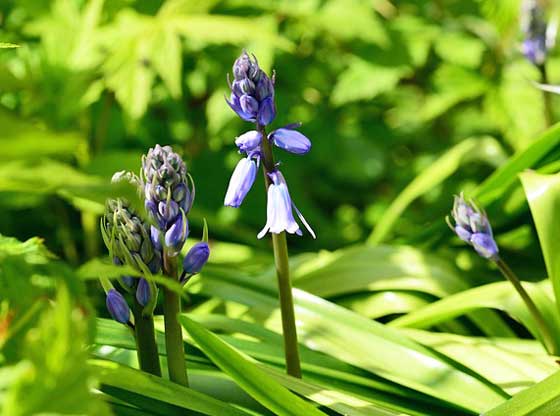 ヒアシンソイデス 季節の花 植え付け期は９ １１月まで イパネマおやじ イパネマおやじ ハーブとバラ 育てる 楽しさは１株から心と風景が豊かになる夢の時間