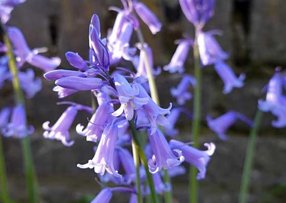 ヒアシンソイデス 季節の花 植え付け期は９ １１月まで イパネマおやじ イパネマおやじ ハーブとバラ 育てる 楽しさは１株から心と風景が豊かになる夢の時間