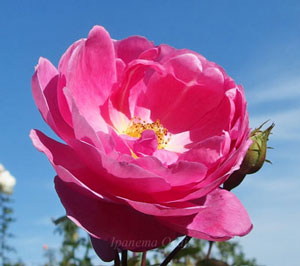 ジョンクレアは中輪サイズのバラ