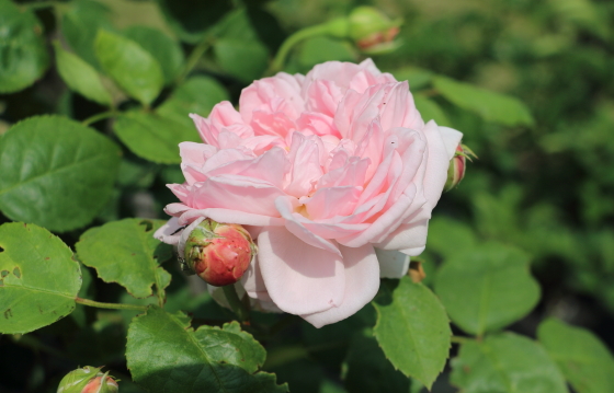 ナエマは強いフルーツの芳香がある