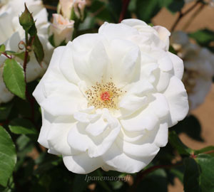 アキトは白色のバラ