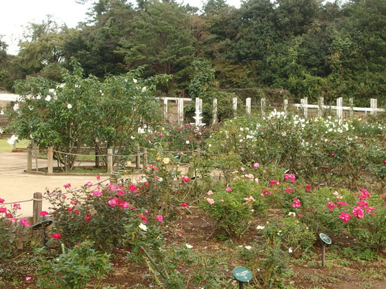 生田緑地ばら苑の秋バラ