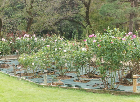 秋バラの開花です