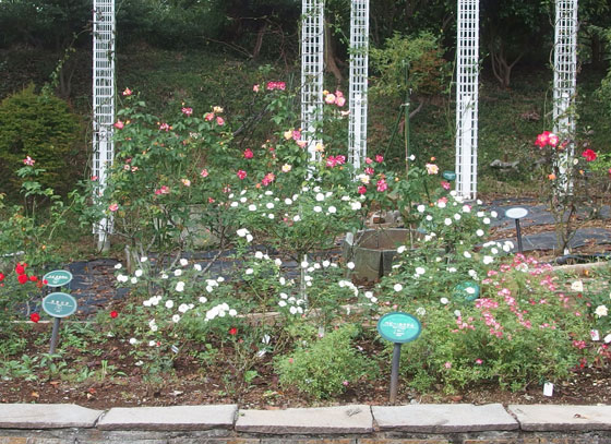 秋バラの開花風景