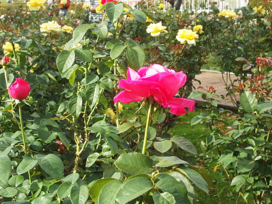 神代植物公園のバラ