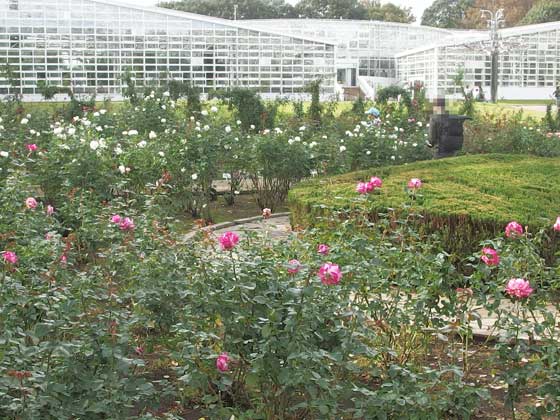 神代植物公園の秋バラ