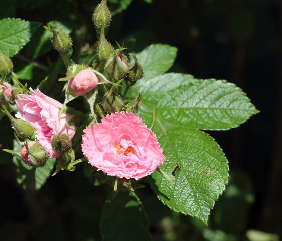 カーネーションに似た花形のバラ