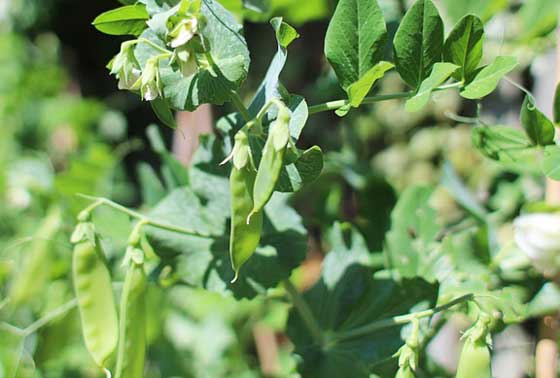 エンドウは野菜です