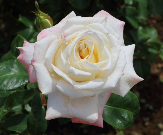 タイタニックは白色のバラ
