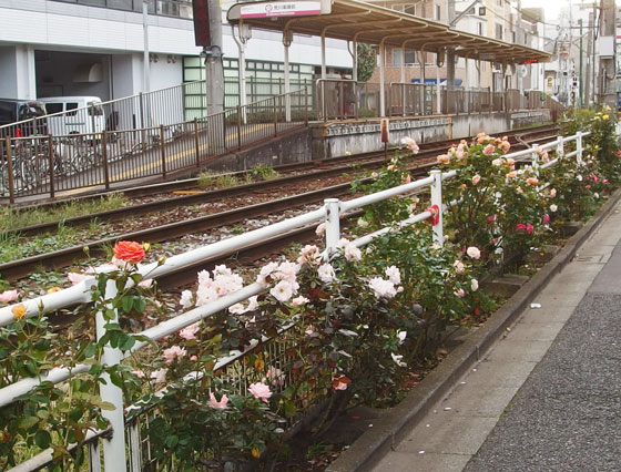 沿線に咲くバラの花