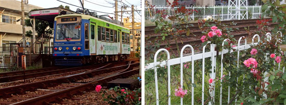 都電荒川線沿線のバラ達