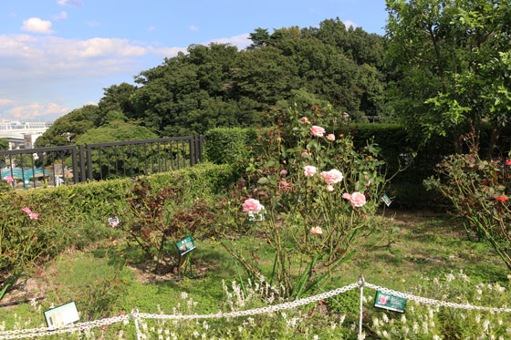 アメリカ山公園