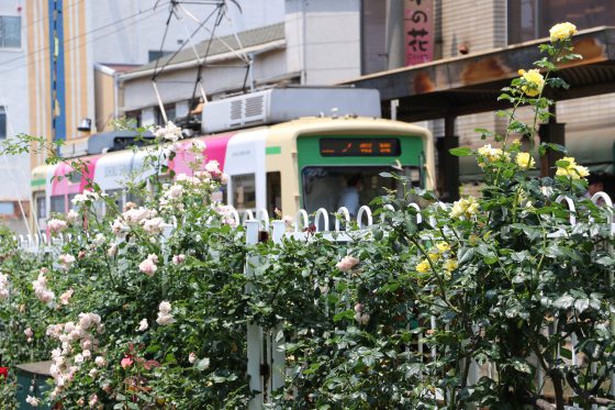 都電荒川線沿線のバラ