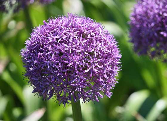 アリウムは球根植物