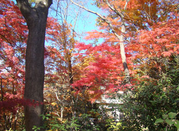 登山路の木々も紅葉している