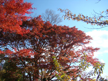 頂上付近の紅葉風景