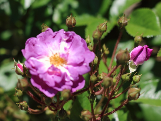 ブルーランブラーはとても花付がよいバラ