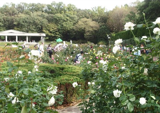 神代植物公園の秋バラ