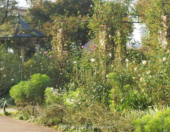 港の見える丘公園の秋バラ