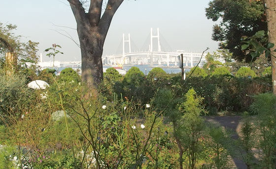 港の見える丘公園の秋バラ