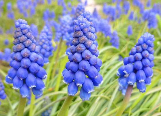 ムスカリは球根植物です